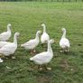 Emden Geese For Dale Image 5