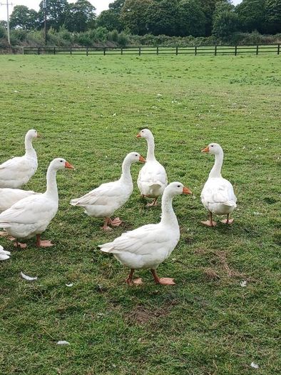 Emden Geese For Sale