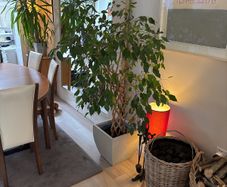 Weeping Fig, house tree