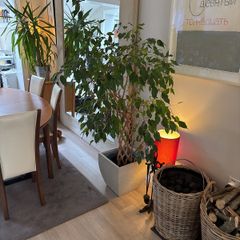 Weeping Fig, house tree