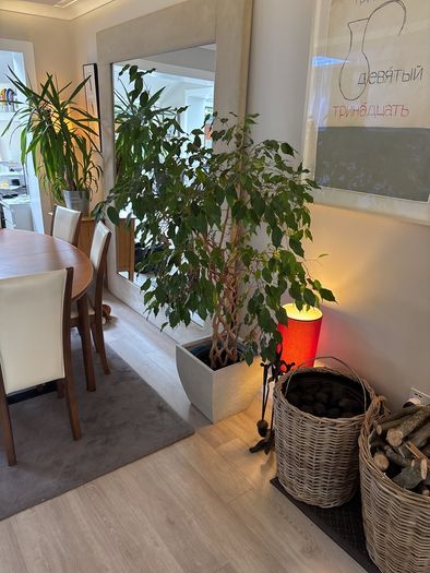 Weeping Fig, house tree