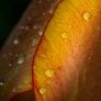 Tamron 90 mm f/2.8 Macro for sony Fe| 5 years warranty Image 8