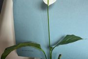 Spathiphyllum