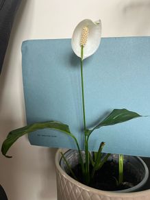 Spathiphyllum