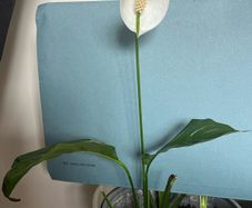 Spathiphyllum