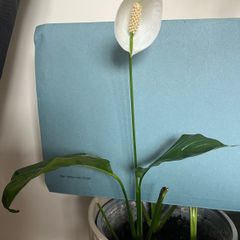 Spathiphyllum