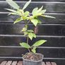 Sweet chestnut trees Image 6