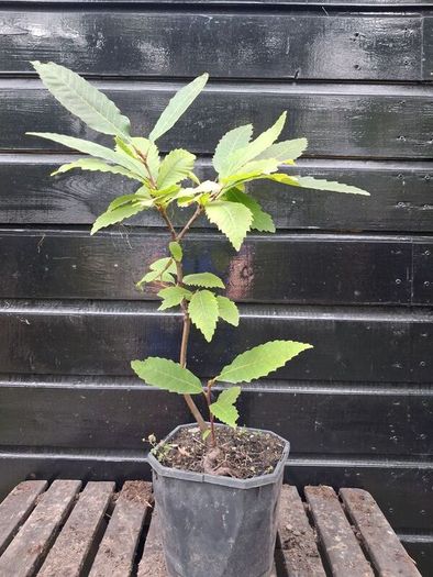 Sweet chestnut trees