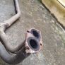 STOCKROD 16v exhaust Image 2