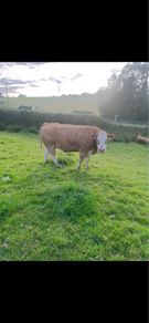 Limousin Cow