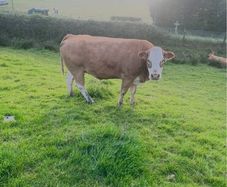 Limousin Cow