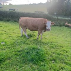 Limousin Cow