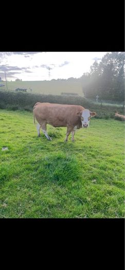 Limousin Cow