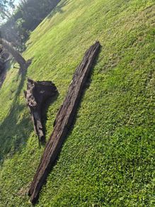 Ancient Bog Oak from Co.Kildare Bog
