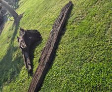 Ancient Bog Oak from Co.Kildare Bog