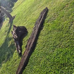 Ancient Bog Oak from Co.Kildare Bog