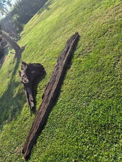 Ancient Bog Oak from Co.Kildare Bog