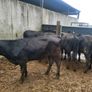 6 Aberdeen Angus heifers Image 2