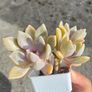plant Image 3