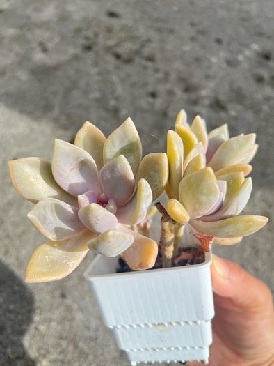 plant