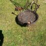 garden Image 7