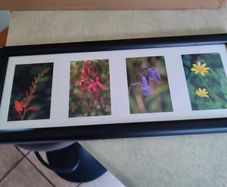 Framed Still Life Photo Of Irish Wildflowers.