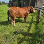 Pedigree Limousin Bulls Image 2