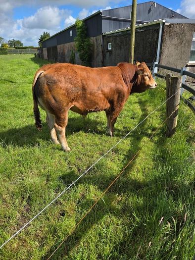 Pedigree Limousin Bulls