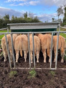 Weaning Bulls & Heifers Mohill Mart Oct 7th & 14th