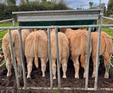 Weaning Bulls & Heifers Mohill Mart Oct 7th & 14th