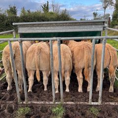 Weaning Bulls & Heifers Mohill Mart Oct 7th & 14th