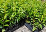 Portuguese laurel Hedging