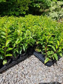 Portuguese laurel Hedging