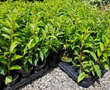 Portuguese laurel Hedging