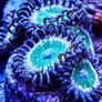 Tinkerbell Zoa Image 2