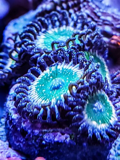 Tinkerbell Zoa