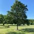 WhiteOak123