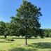 WhiteOak123