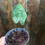 Small white caladium Image 4