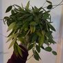 hoya gracilis plant Image 5