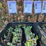 Vegetable Plug Plants (large variety ready to transplant: lettuce, spring onion, beetroot, cabbage, kale, peas, beans, spinach, fennel, celery and lots more) Image 3