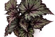Begonia
