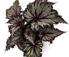 Begonia