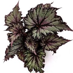 Begonia