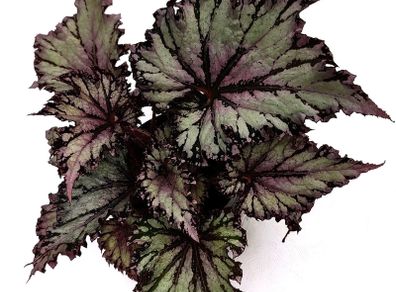 Begonia