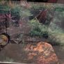 Fish tank 60cm by 35cm Image 2