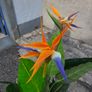 Artifical Image 4