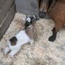 Pygmy Goats Image 10