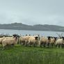 Mule Hoggets Image 8