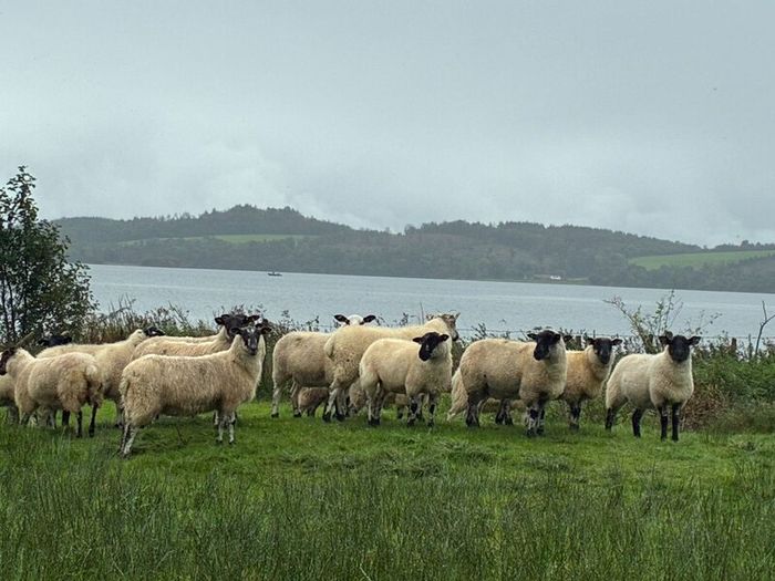 Mule Hoggets